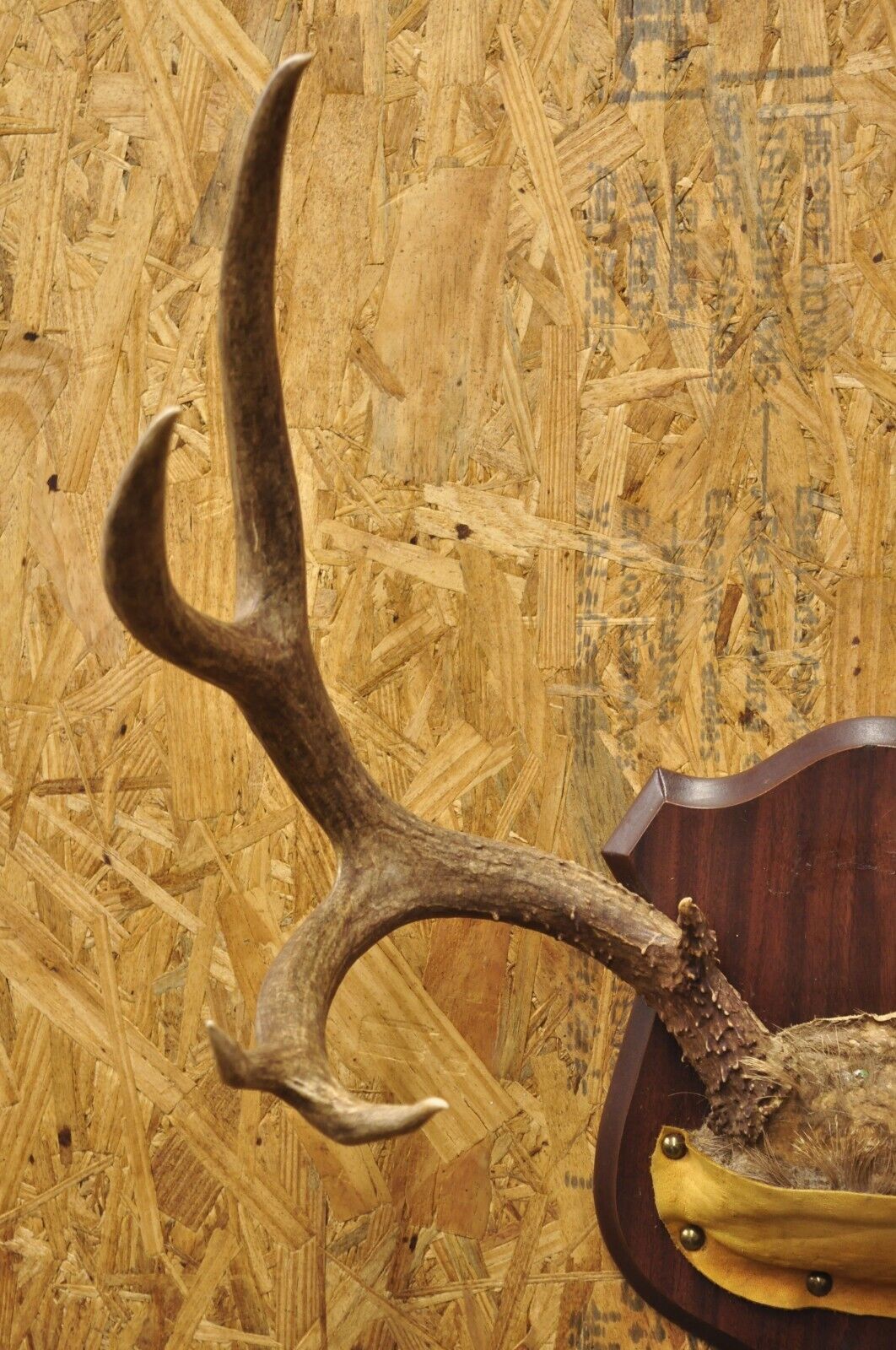 Vintage Taxidermy Mule Deer Antler Skull Wall Plaque Mount Cabin Decor