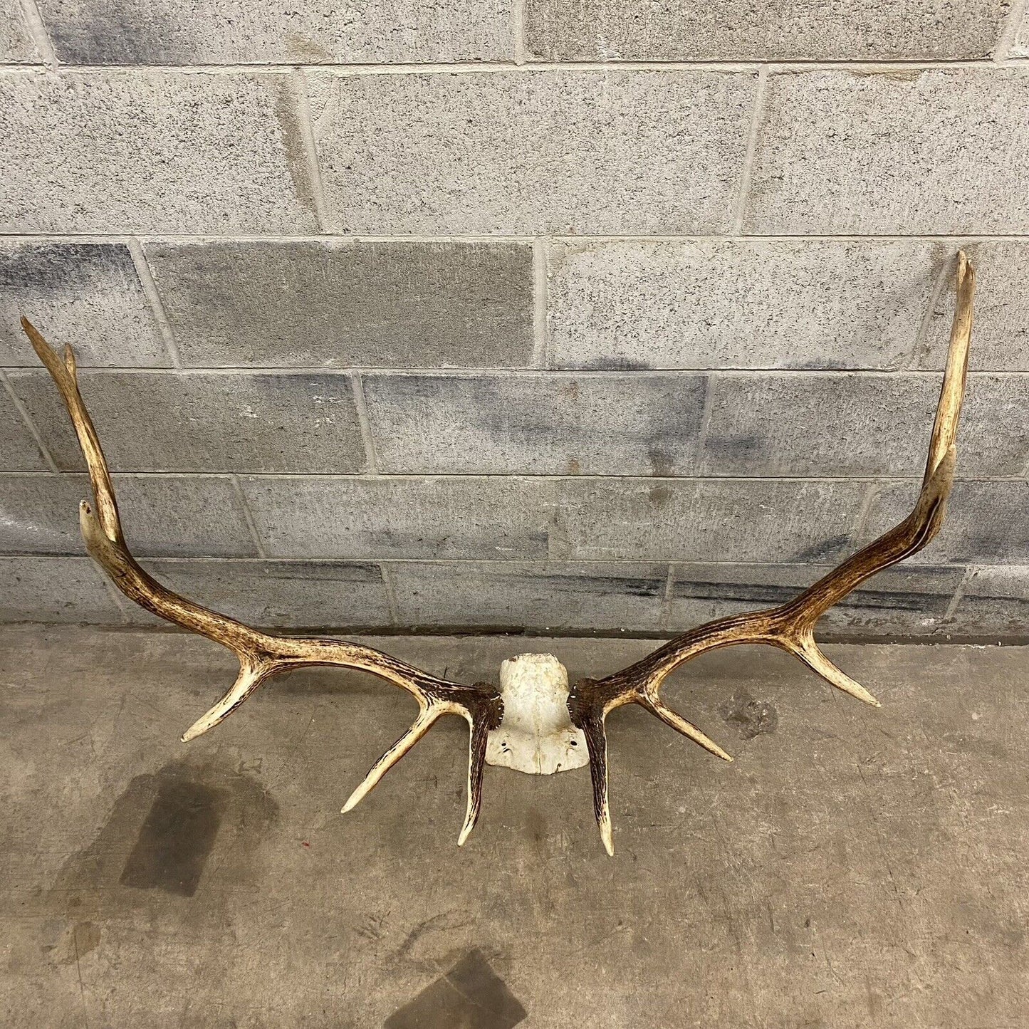 Vintage Red Deer Skull Antlers Taxidermy Horn Mount Mancave Wall Decor