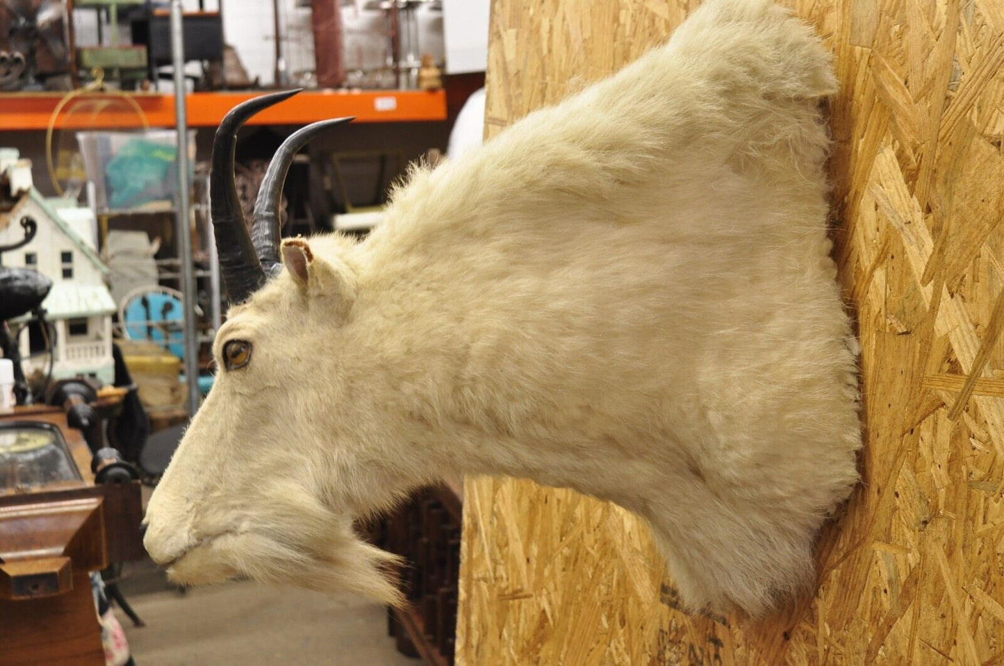 Vintage Taxidermy White Mountain Goat Head Shoulder Mount Horns Cabin Decor (B)