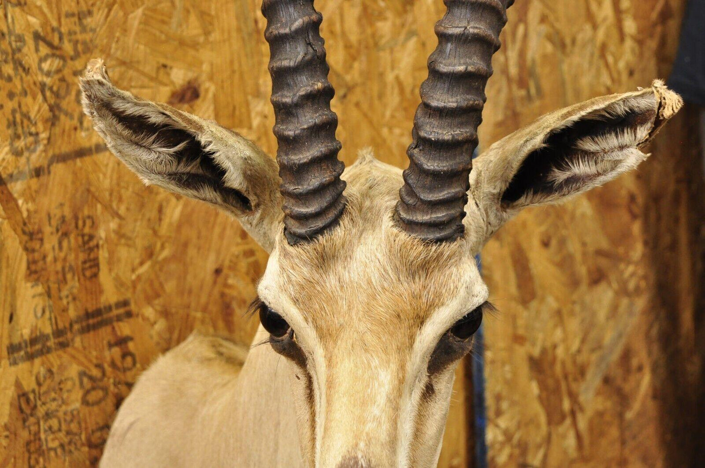 Vintage African Antelope Grant's Gazelle Horn Shoulder Mount Wall Taxidermy