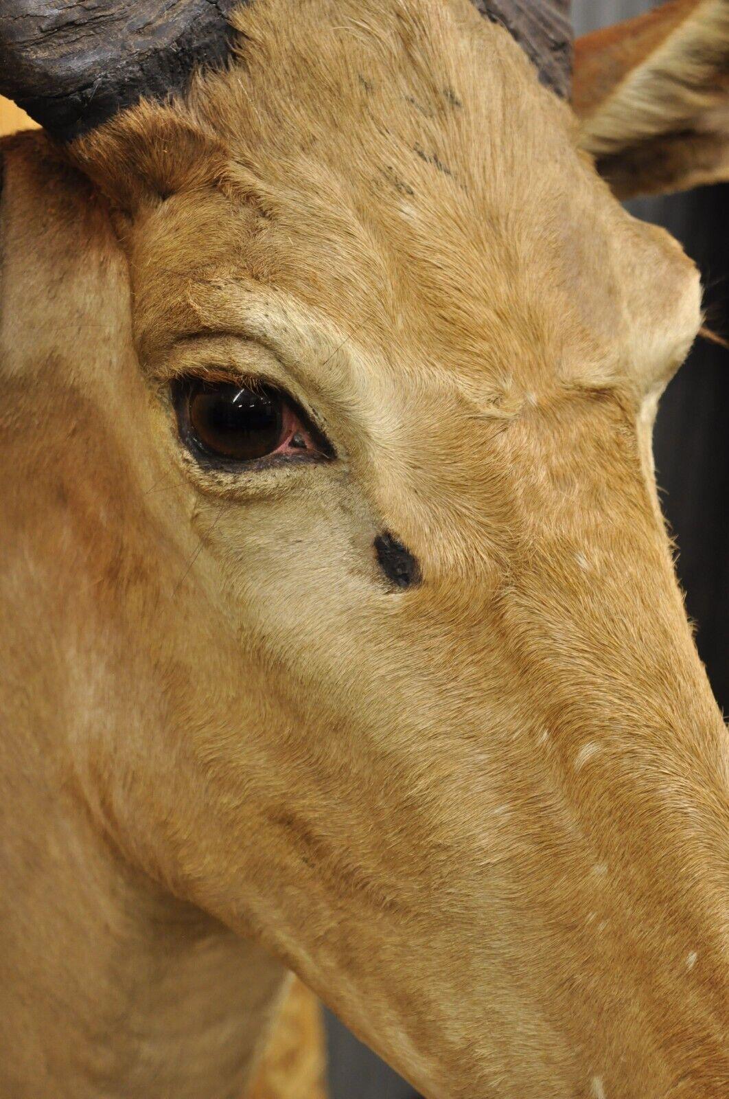 Vintage African Litchenstein Hartebeest Antelope Shoulder Mount Large Taxidermy