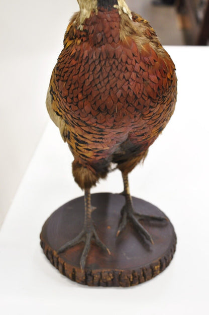 Vintage Ringneck Pheasant Bird Full Body Standing Mount Taxidermy Mancave (B)