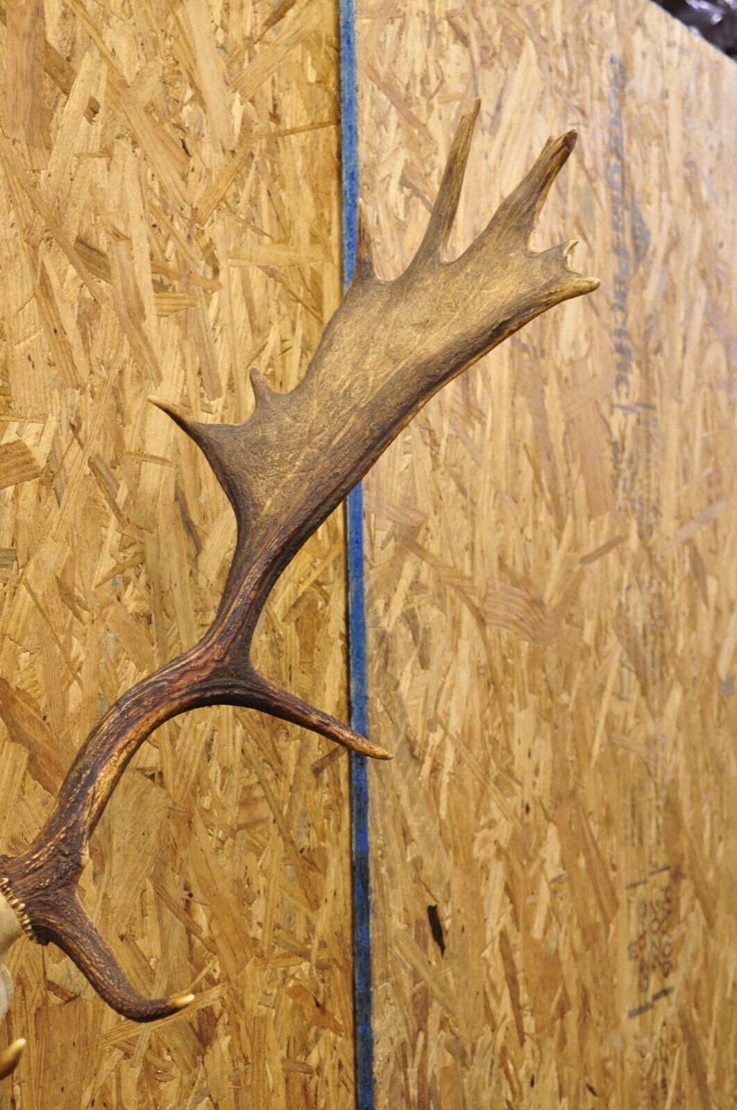 Vintage European Fallow Deer Skull Cap Mount Antlers Taxidermy Cabin Decor