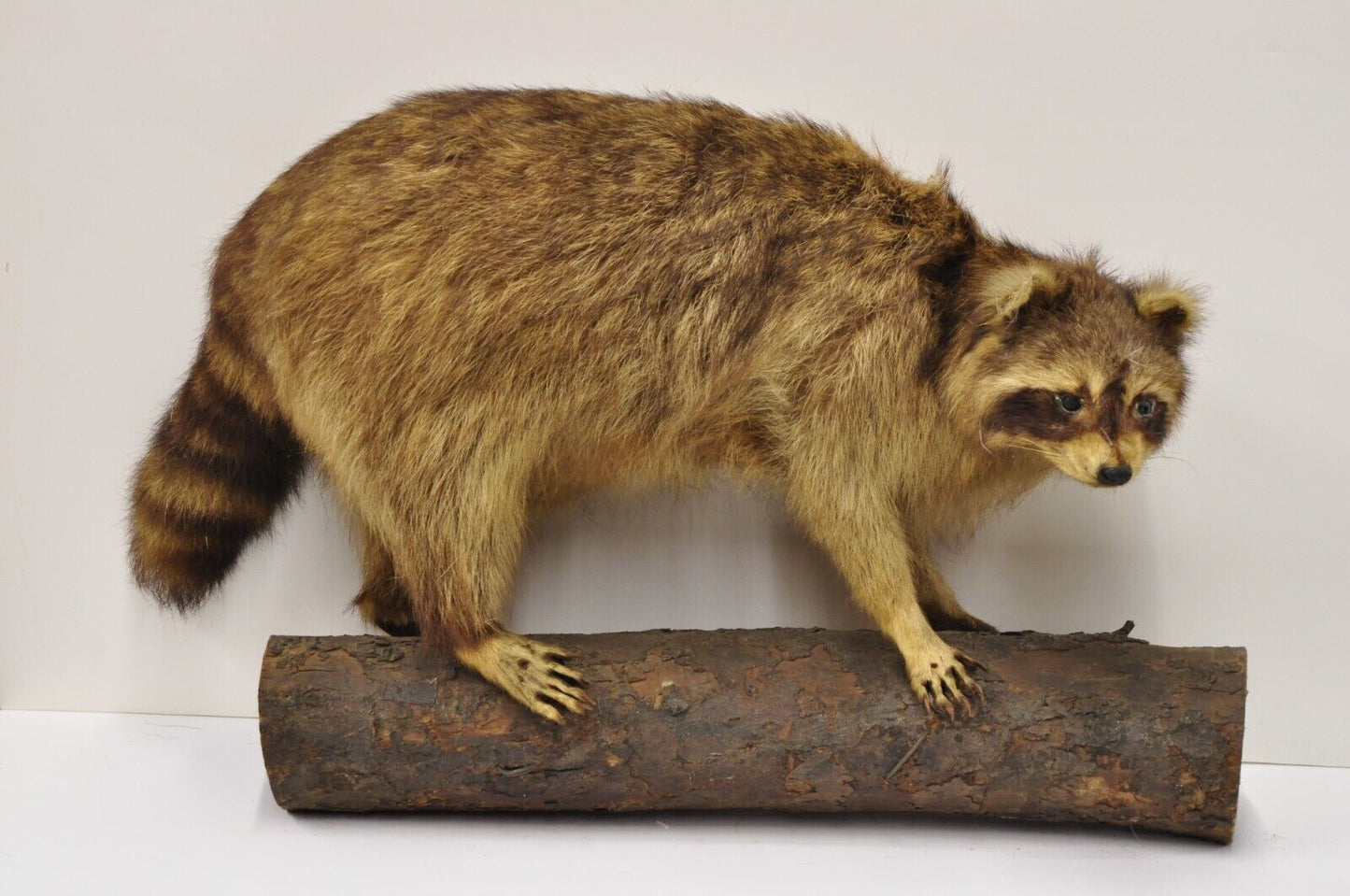 Vintage Full Body Mount Stuffed Racoon Wall Hanging Taxidermy Mancave Decor