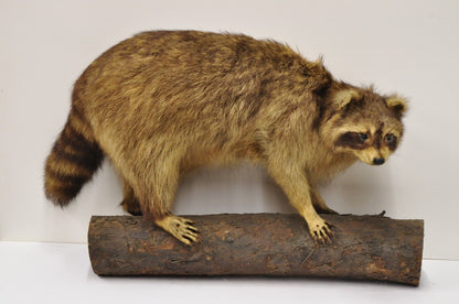 Vintage Full Body Mount Stuffed Racoon Wall Hanging Taxidermy Mancave Decor