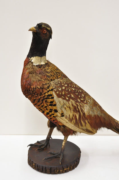 Vintage Ringneck Pheasant Bird Full Body Standing Mount Taxidermy Mancave (B)