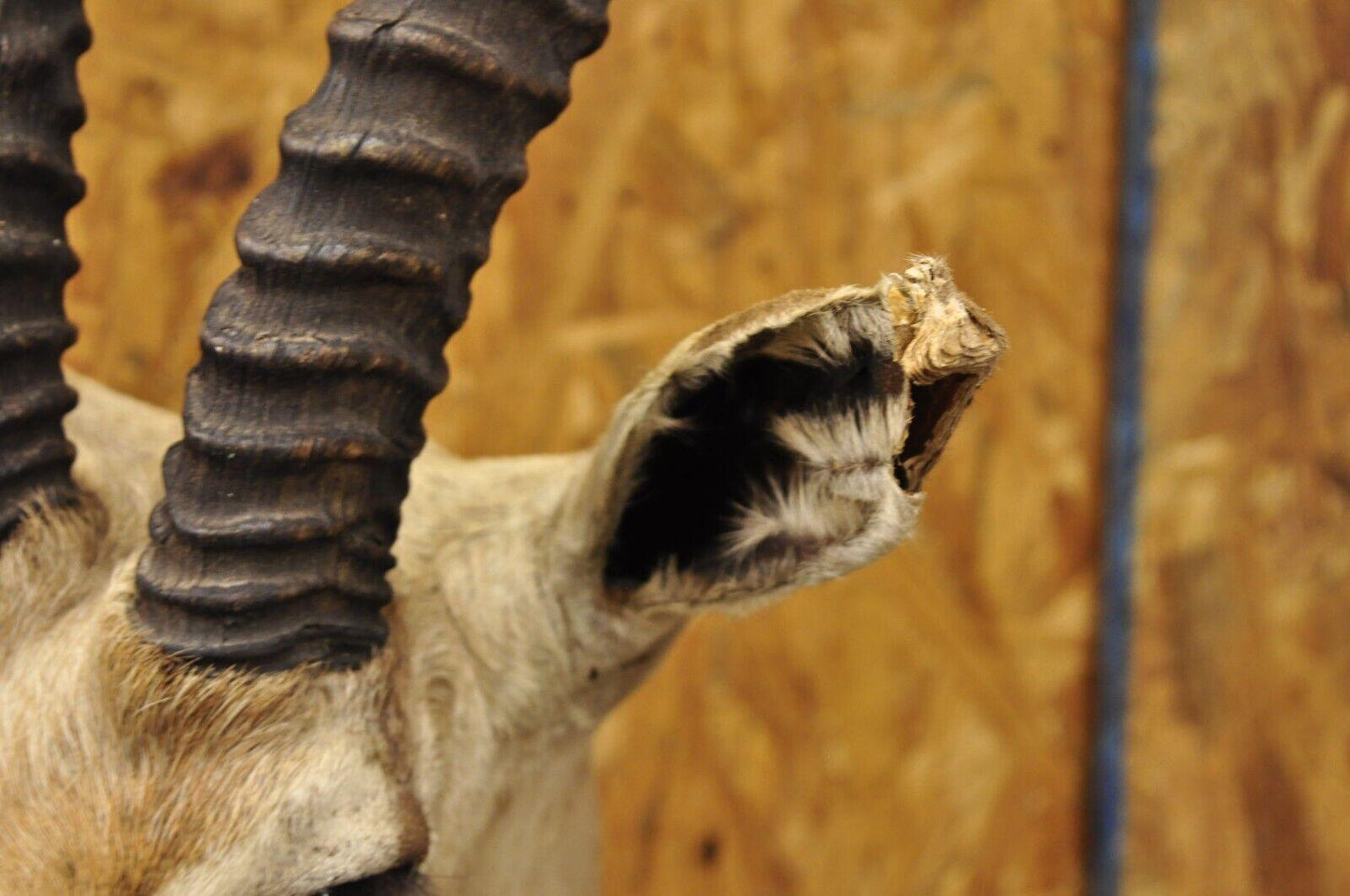 Vintage African Antelope Grant's Gazelle Horn Shoulder Mount Wall Taxidermy