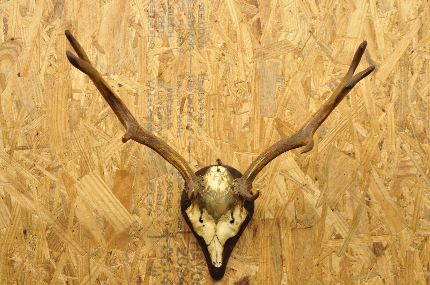 Vintage European Fallow Deer Skull Cap Mount Dama Antlers Taxidermy