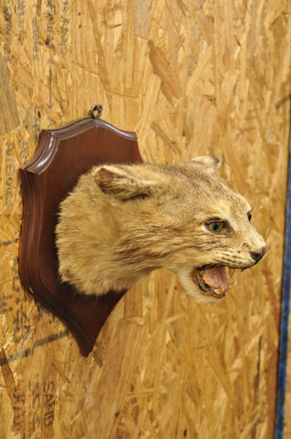 Vintage Taxidermy Bobcat Shoulder Mount on Wooden Wall Plaque Cabin Decor