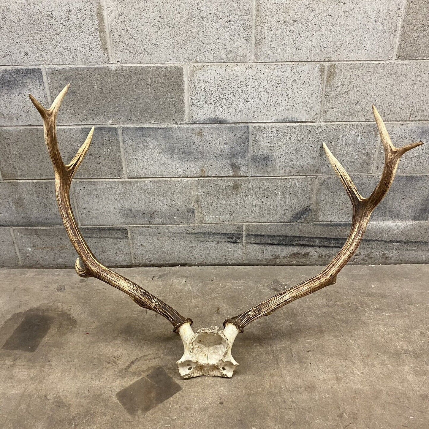 Vintage Red Deer Skull Antlers Taxidermy Horn Mount Mancave Wall Decor