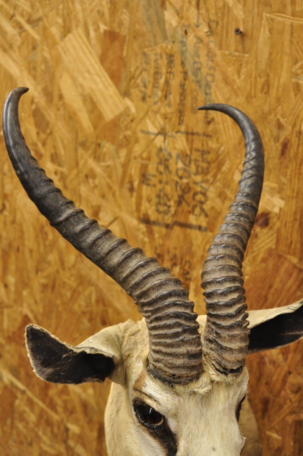 Vintage Cape Springbok Shoulder Mount Taxidermy 12" Horn Antlers Wall Decor