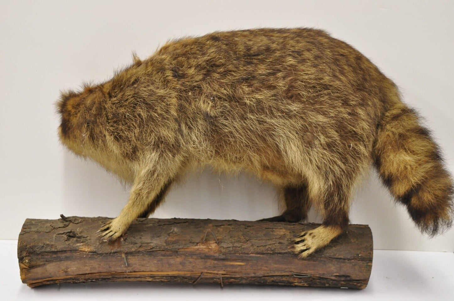 Vintage Full Body Mount Stuffed Racoon Wall Hanging Taxidermy Mancave Decor