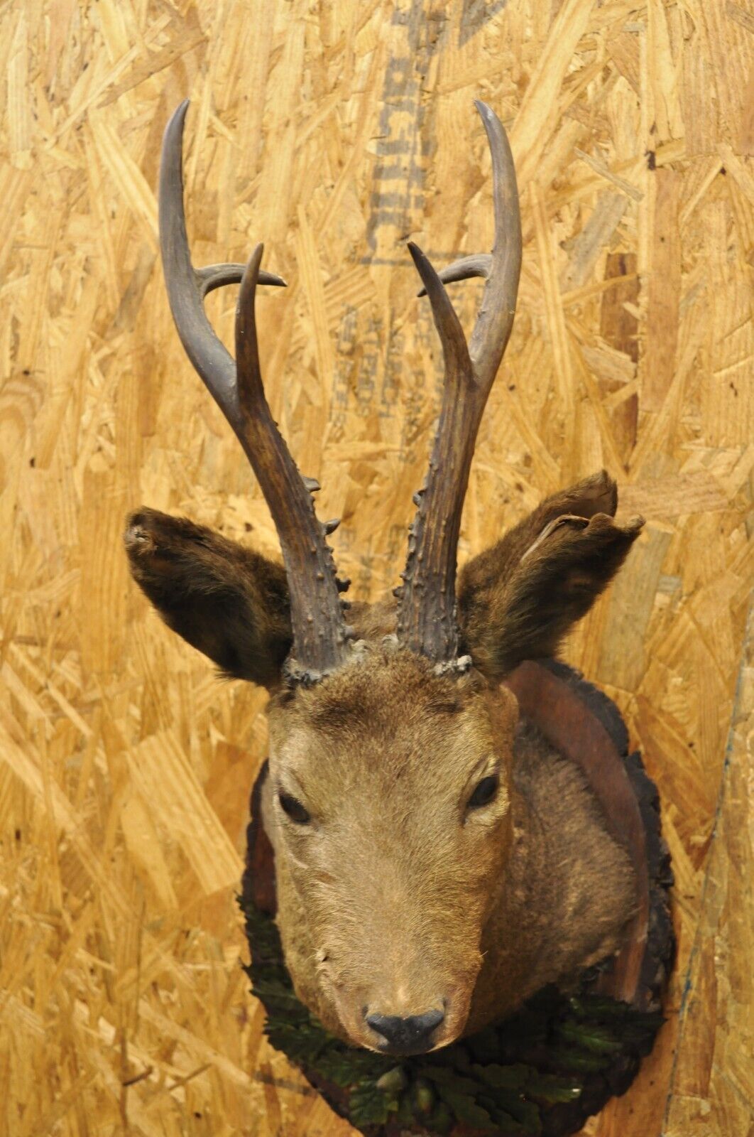 Vintage Taxidermy Deer Shoulder Mount Wall Decor w/ Metal Leaves (R&L) - a Pair