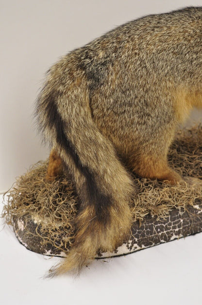 Vintage Full Body Mount Stuffed Gray Fox Taxidermy Mancave Decor