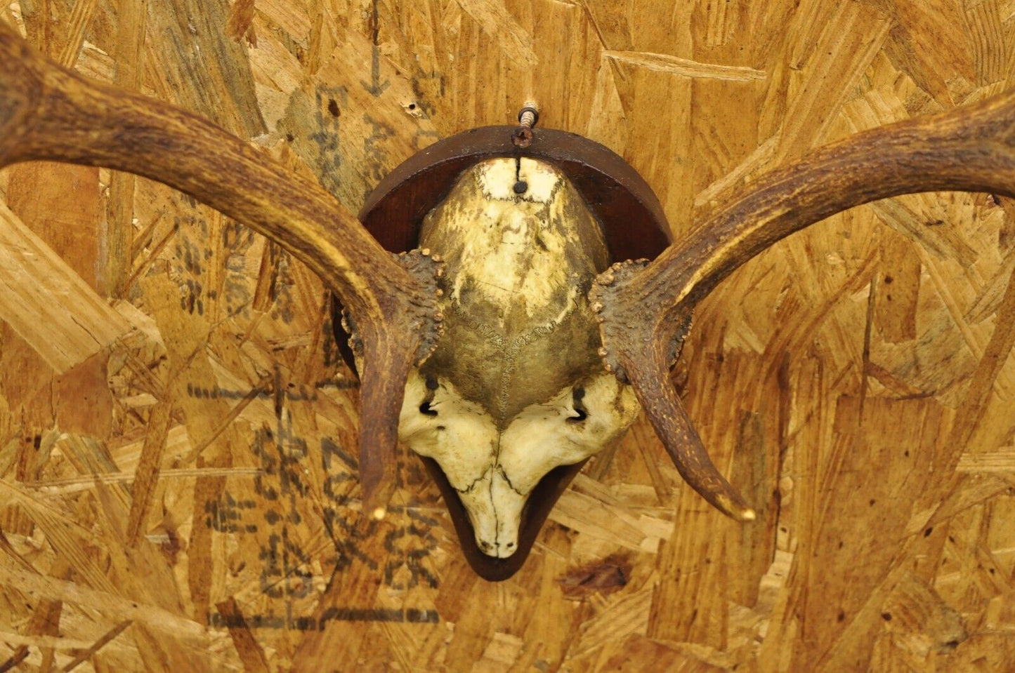 Vintage European Fallow Deer Skull Cap Mount Dama Antlers Taxidermy