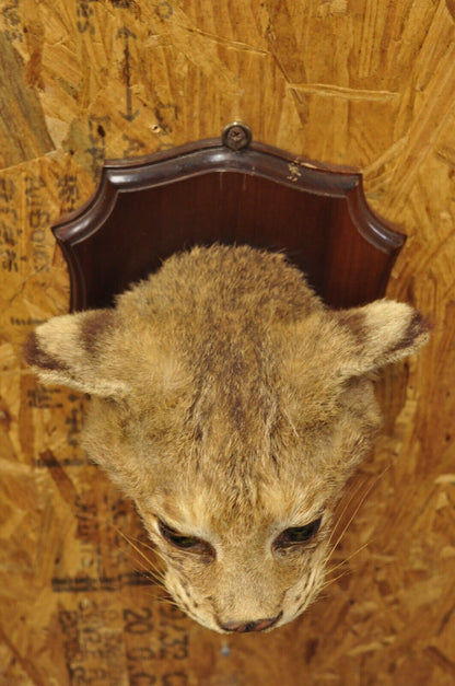 Vintage Taxidermy Bobcat Shoulder Mount on Wooden Wall Plaque Cabin Decor