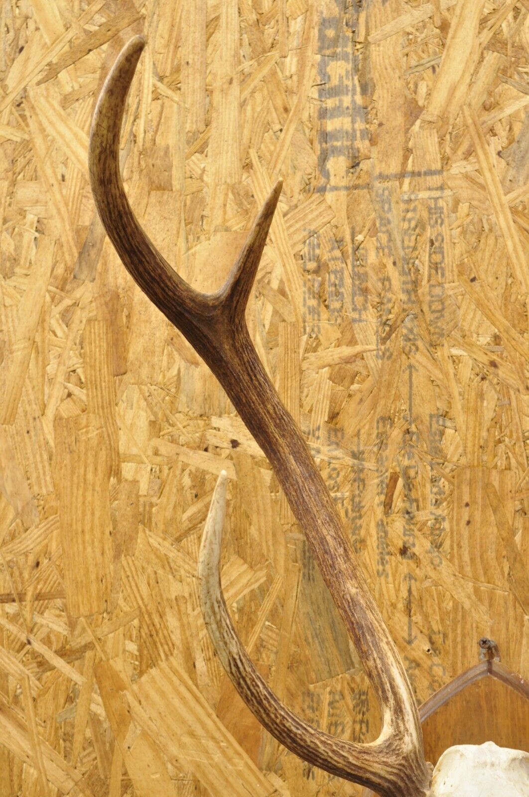 Vintage Taxidermy Red Deer Axis Elk Skull & Antler Mount on Wall Plaque