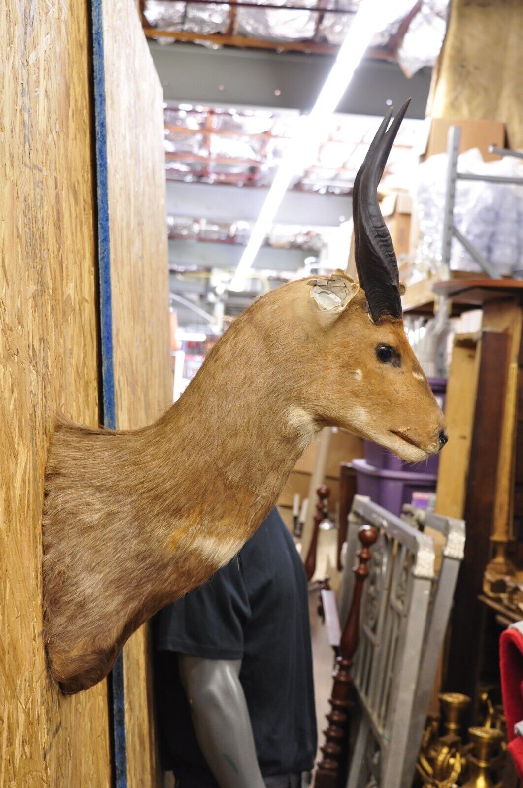 Vintage African Cape Bushbuck Taxidermy Shoulder Mount Cabin Wall Decor