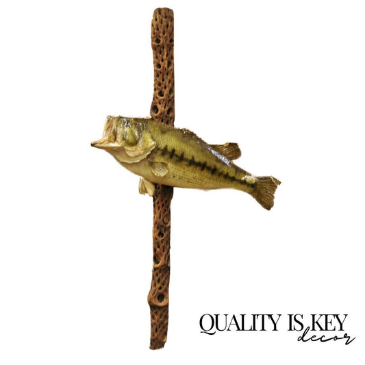 Vintage Largemouth Bass Log Wall Mount Real Skin Taxidermy Fishing Wall Decor