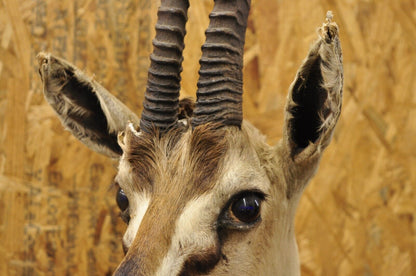 Vintage African Antelope Grant's Gazelle Horn Shoulder Mount Wall Taxidermy