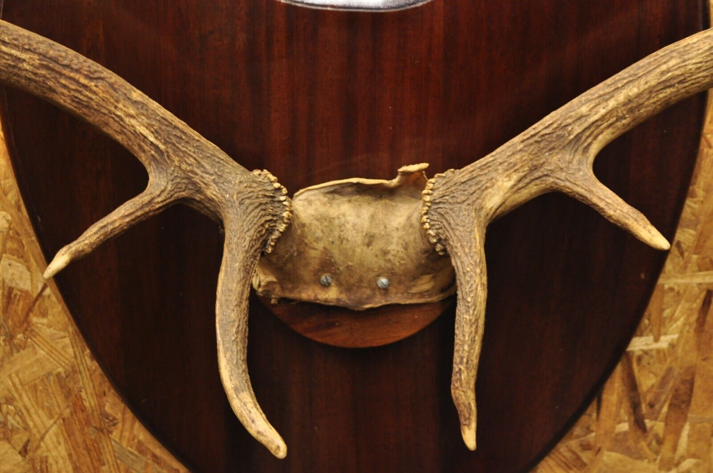 Vintage Large Deer Horn Elk Antlers Rack Skull Mount on Wooden Wall Plaque