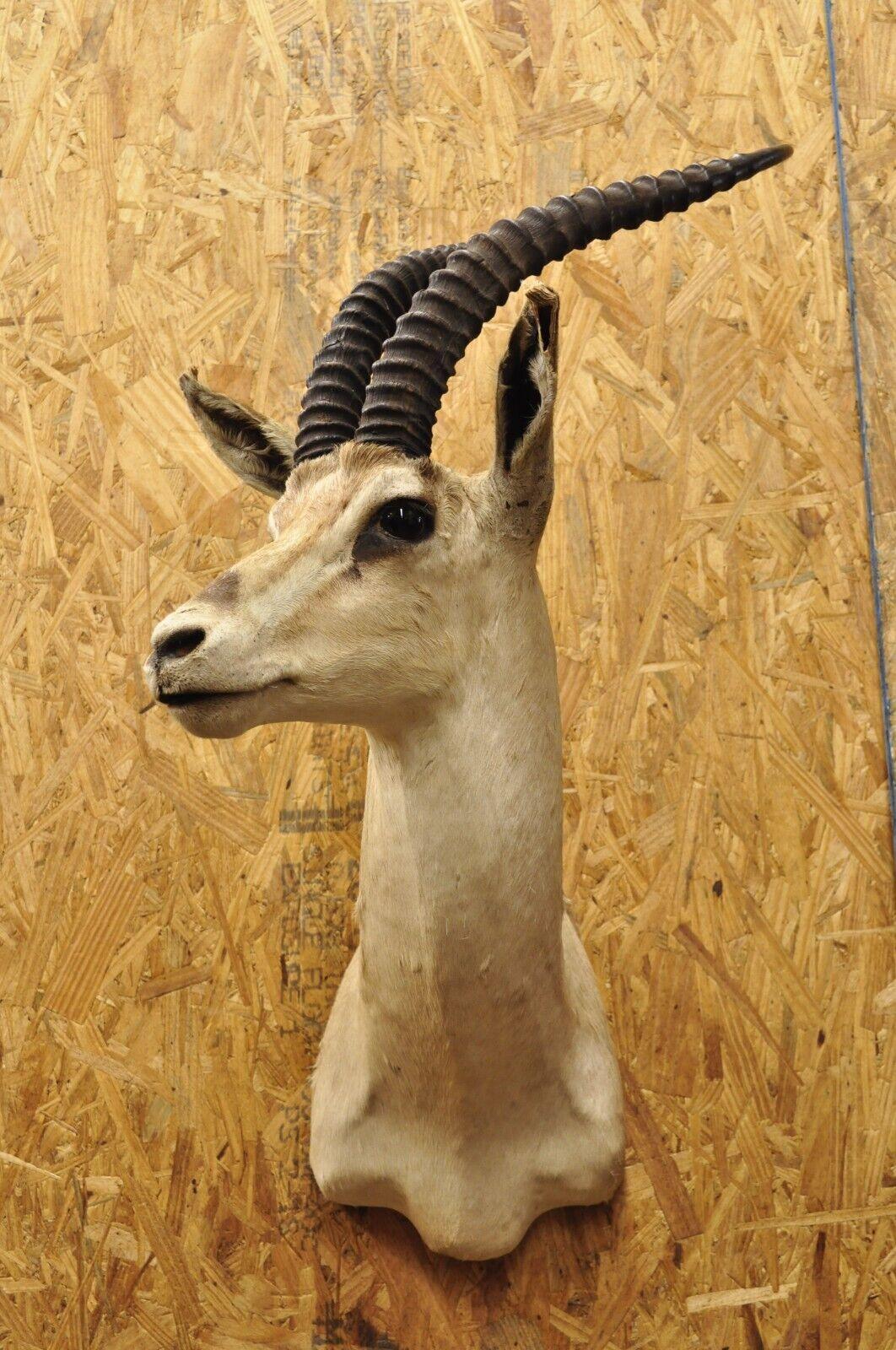 Vintage African Antelope Grant's Gazelle Horn Shoulder Mount Wall Taxidermy