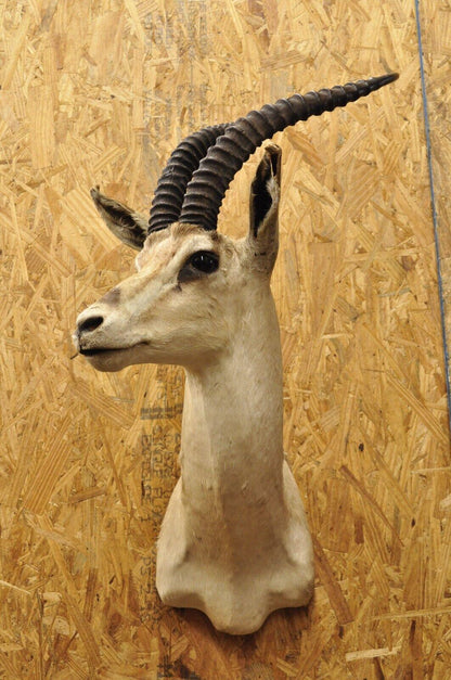 Vintage African Antelope Grant's Gazelle Horn Shoulder Mount Wall Taxidermy