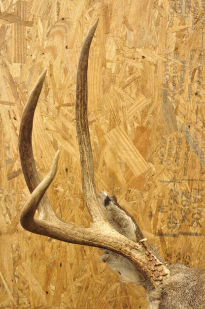 Vintage Taxidermy Large Red Deer Stag Shoulder Mount Antlers Wall Cabin Decor