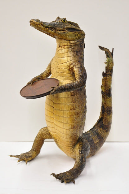 Vintage Alligator Waiter Standing Full Body Mount Taxidermy Ashtray Stand