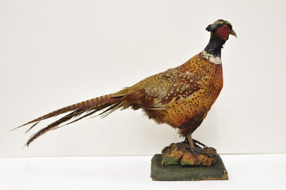 Vintage Ringneck Pheasant Bird Full Body Standing Mount Taxidermy Mancave