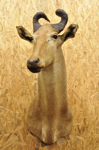 Vintage African Litchenstein Hartebeest Antelope Shoulder Mount Large Taxidermy