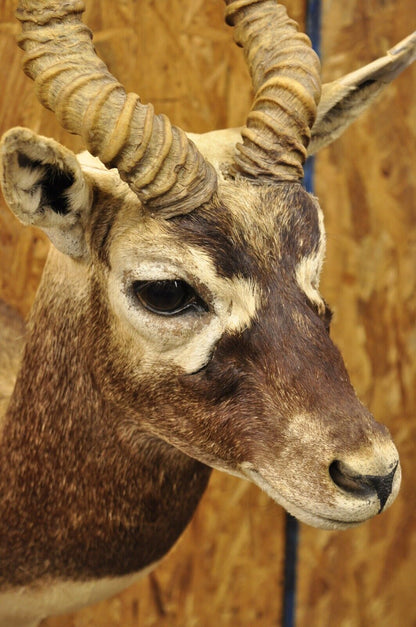 Vintage Blackbuck Antelope Shoulder Mount Taxidermy Wall Decor 14" Horns
