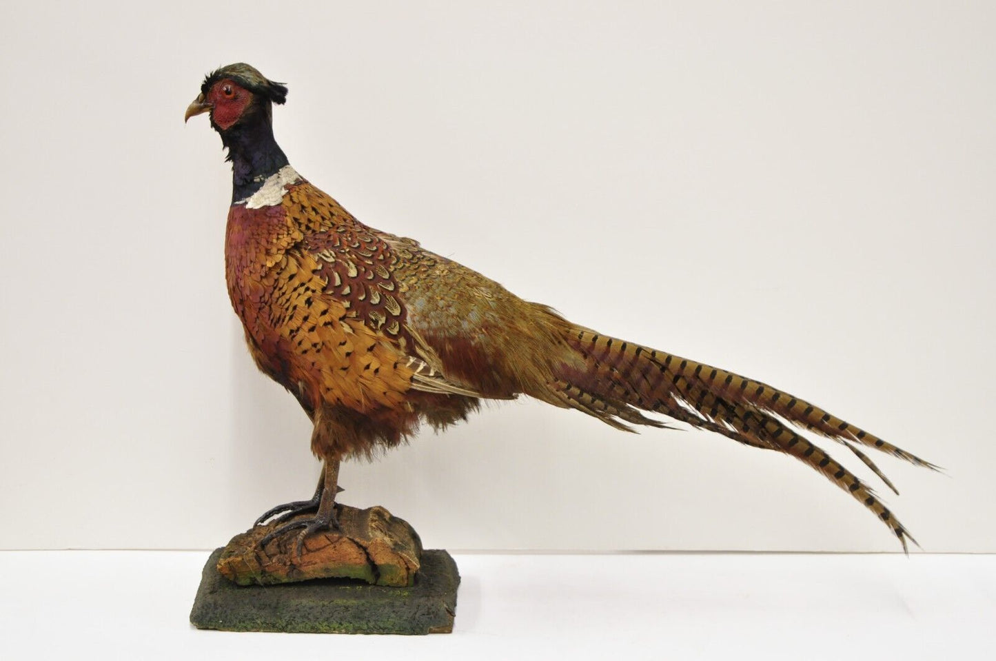 Vintage Ringneck Pheasant Bird Full Body Standing Mount Taxidermy Mancave