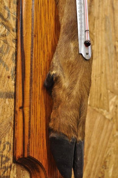 Vintage Whitetail Deer Hoof Foot Taxidermy Wall Thermometer on Oak Wood Plaque