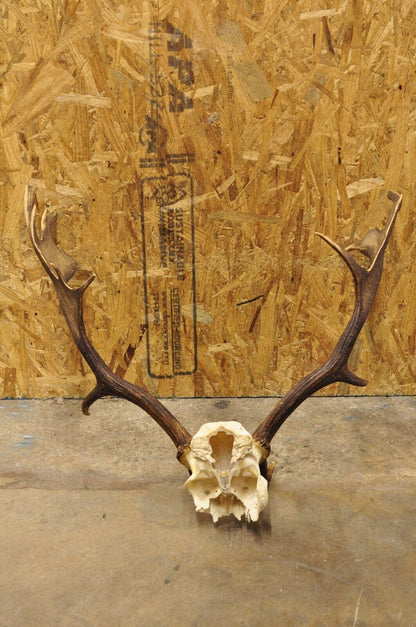 Vintage European Fallow Deer Skull Cap Mount Antlers Taxidermy Cabin Decor