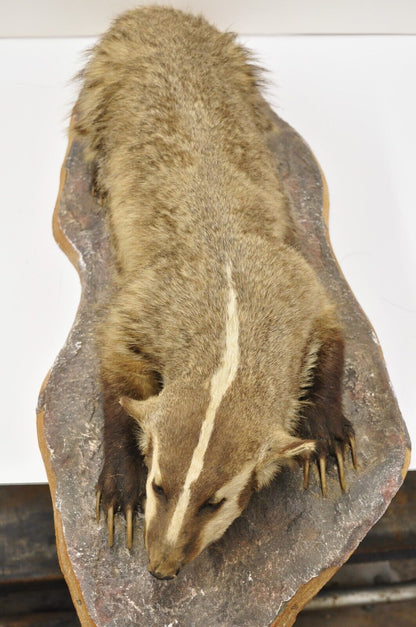 Vintage Full Body Table Mount Stuffed American Badger Taxidermy Mancave Decor