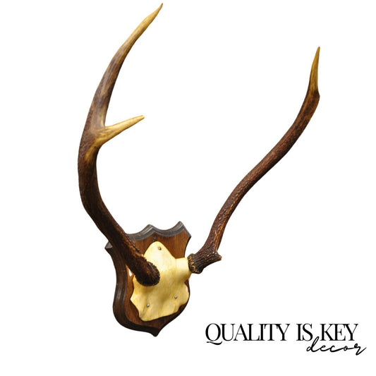 Vintage Whitetail Deer Faux Skull Mount Antlers Taxidermy Mancave Wall Decor