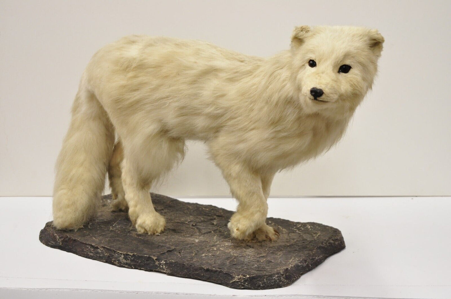 Vintage Full Body Mount Stuffed Glacier Arctic Fox Taxidermy Mancave Decor