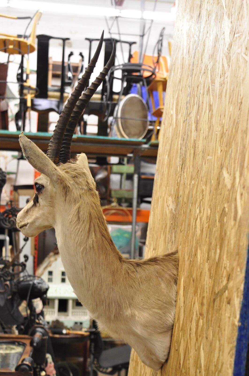 Vintage African Antelope Grant's Gazelle Horn Shoulder Mount Wall Taxidermy