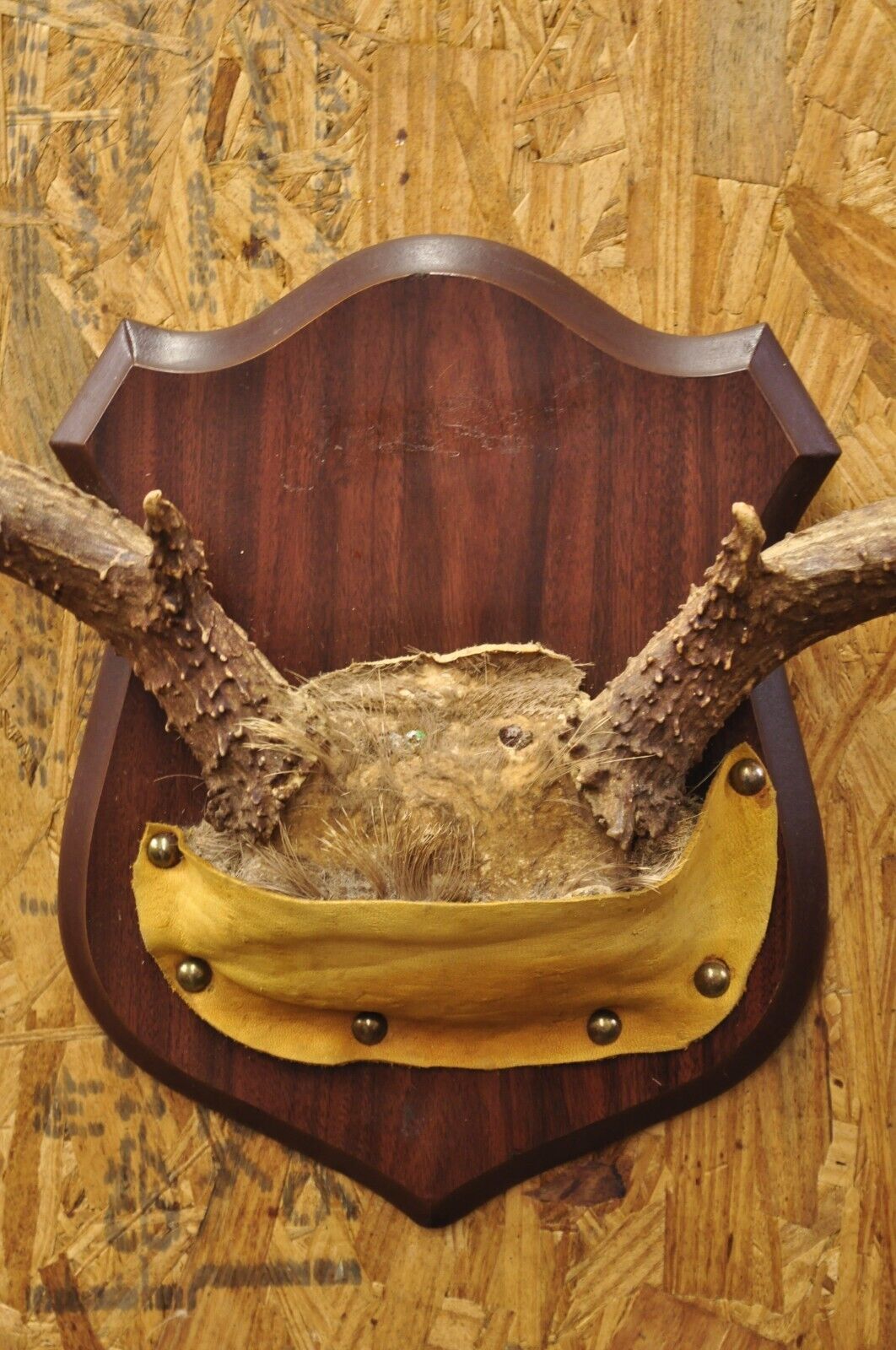 Vintage Taxidermy Mule Deer Antler Skull Wall Plaque Mount Cabin Decor