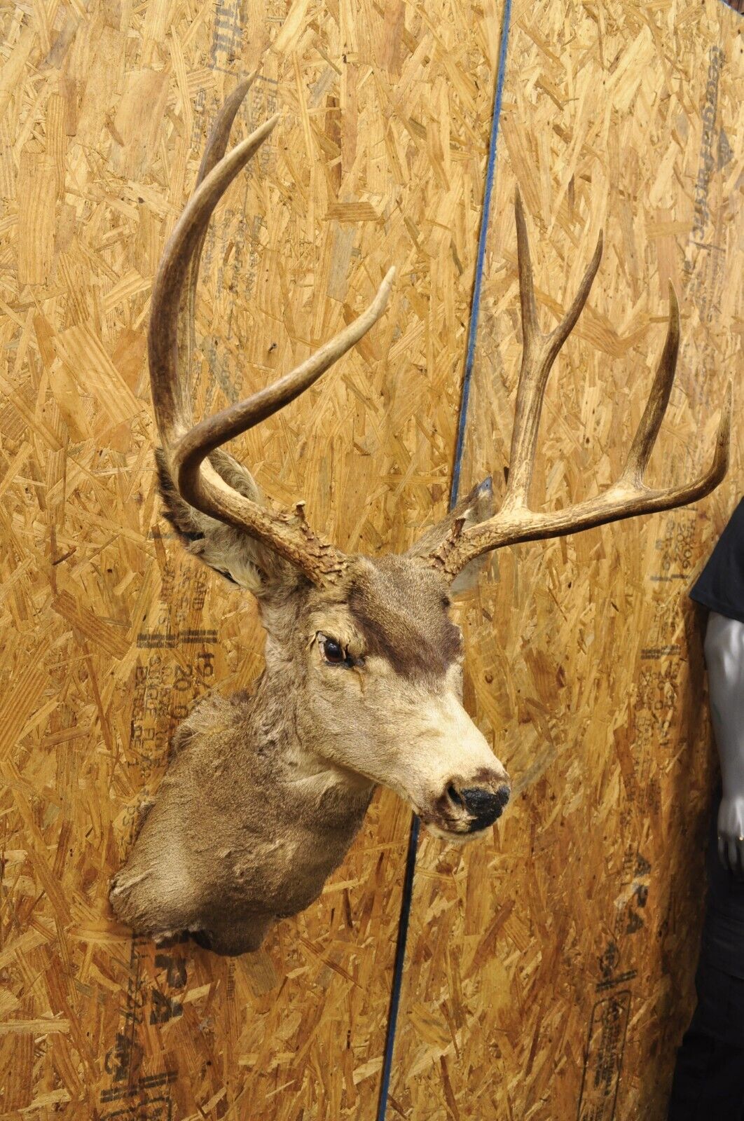 Vintage Taxidermy Large Red Deer Stag Shoulder Mount Antlers Wall Cabin Decor