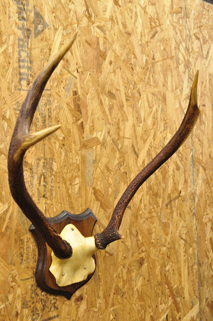 Vintage Whitetail Deer Faux Skull Mount Antlers Taxidermy Mancave Wall Decor