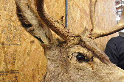 Vintage Taxidermy Large Red Deer Stag Shoulder Mount Antlers Wall Cabin Decor