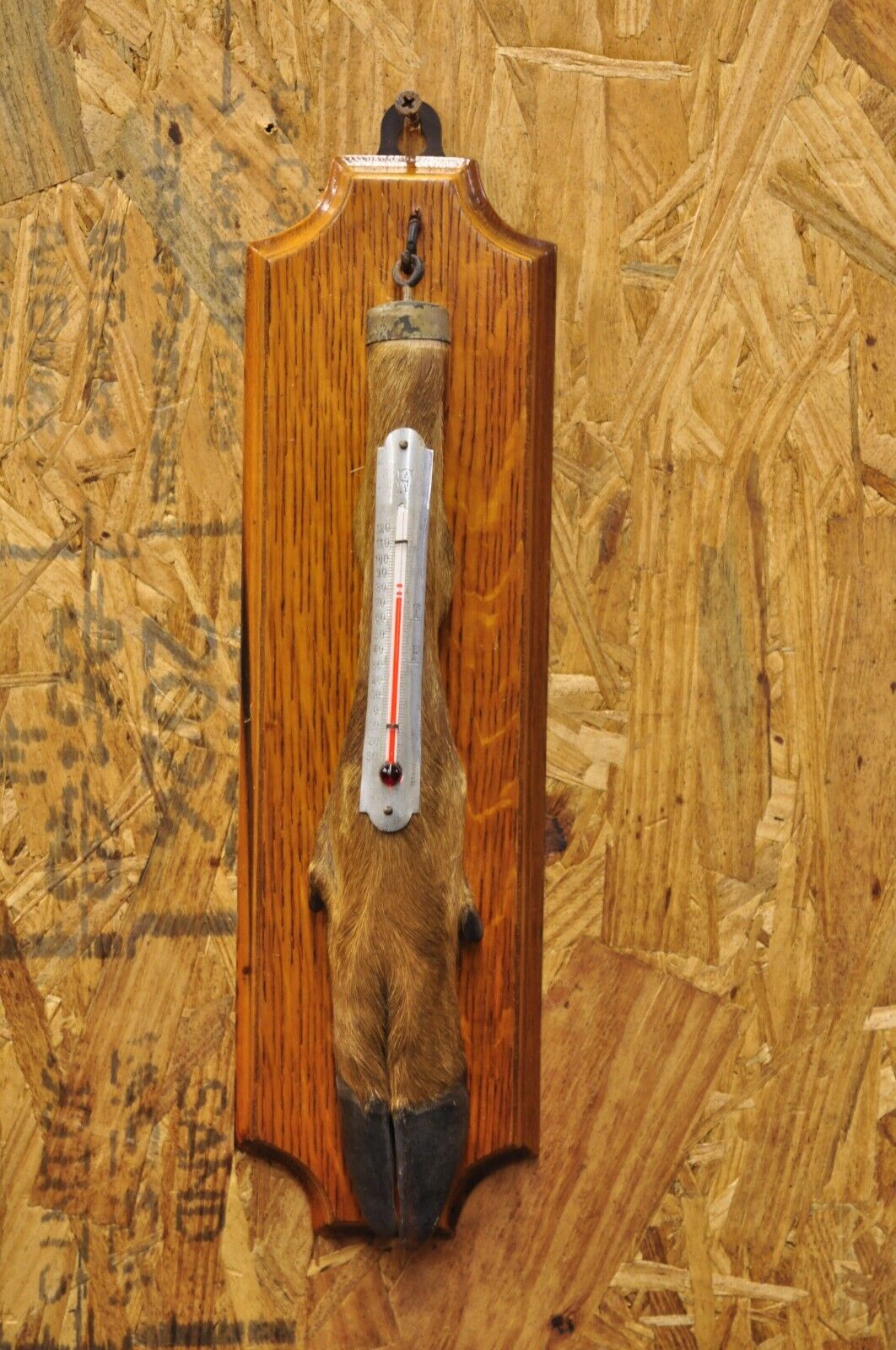 Vintage Whitetail Deer Hoof Foot Taxidermy Wall Thermometer on Oak Wood Plaque