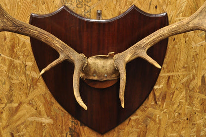 Vintage Large Deer Horn Elk Antlers Rack Skull Mount on Wooden Wall Plaque