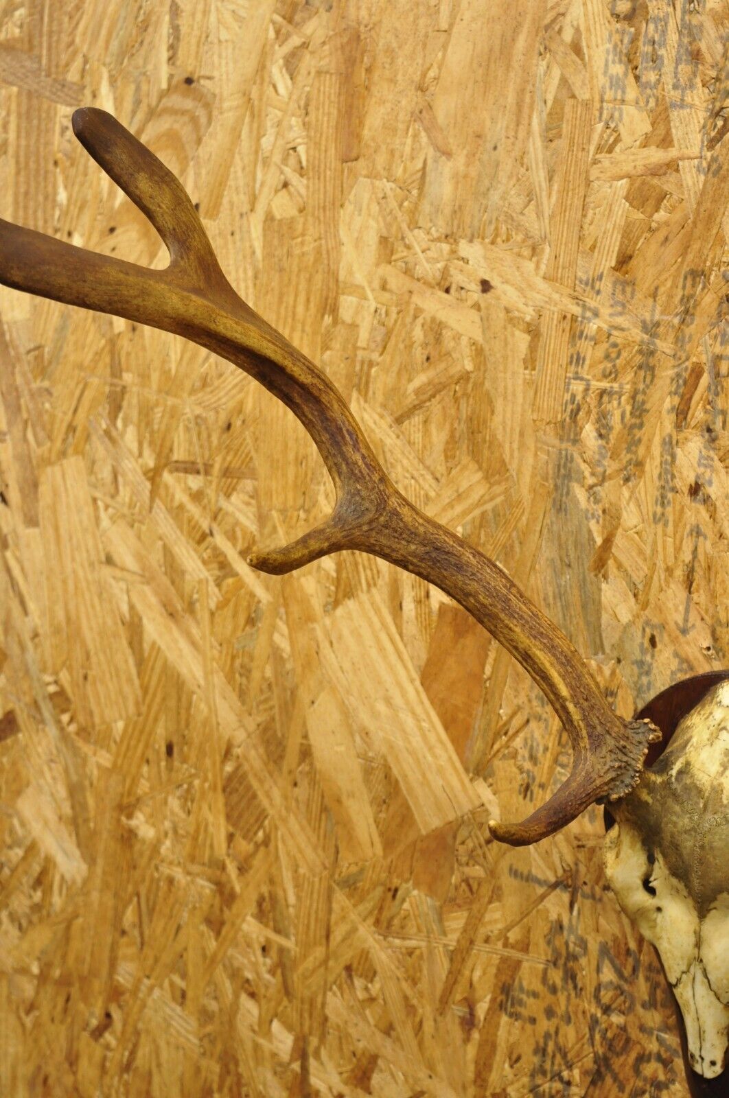 Vintage European Fallow Deer Skull Cap Mount Dama Antlers Taxidermy