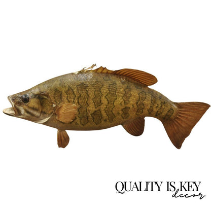 Vintage Smallmouth Bass Fish Wall Mount Taxidermy Real Skin Fishing Wall Decor