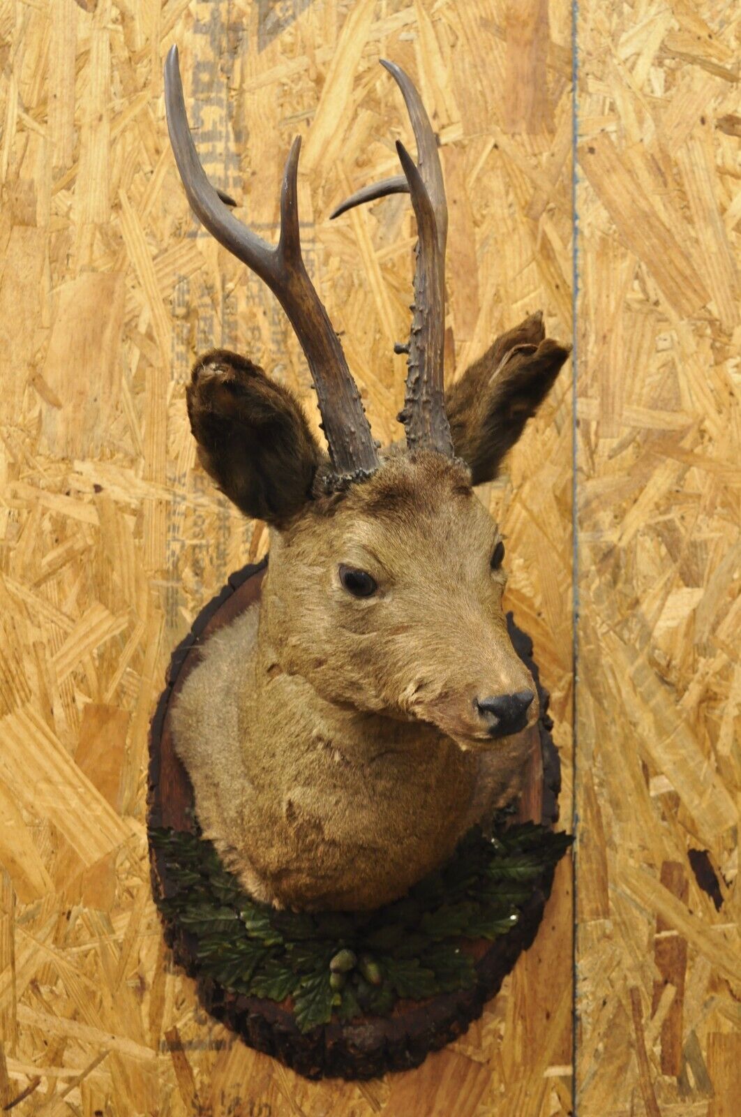 Vintage Taxidermy Deer Shoulder Mount Wall Decor w/ Metal Leaves (R&L) - a Pair