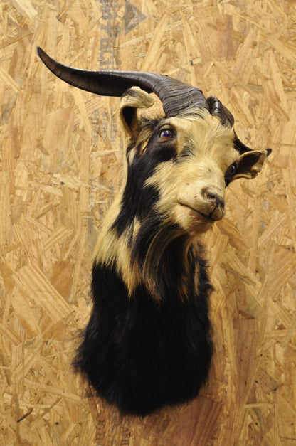 Vintage Black & Tan Catalina Longhorn Goat Ram Shoulder Mount Wall Taxidermy