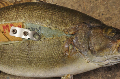 Vintage Smallmouth Bass Fish Wall Mount Taxidermy Real Skin Fishing Wall Decor